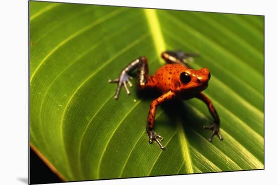 Strawberry Poison Arrow Frog-null-Mounted Photographic Print