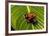 Strawberry Poison Arrow Frog-null-Framed Photographic Print