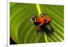 Strawberry Poison Arrow Frog-null-Framed Photographic Print