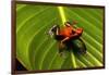 Strawberry Poison Arrow Frog-null-Framed Photographic Print