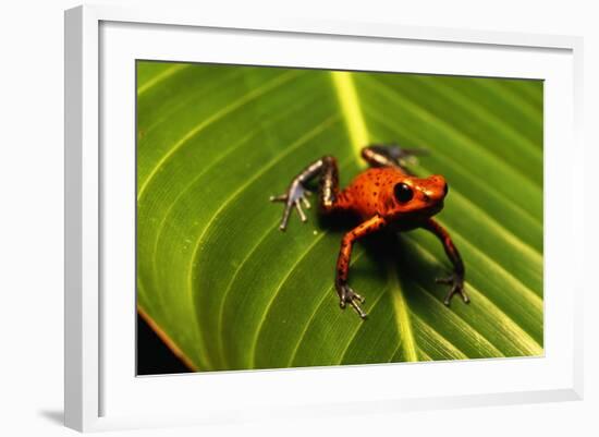 Strawberry Poison Arrow Frog-null-Framed Photographic Print