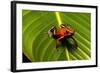 Strawberry Poison Arrow Frog-null-Framed Photographic Print