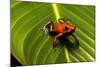 Strawberry Poison Arrow Frog-null-Mounted Photographic Print