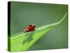 Strawberry Poison Dart Arrow Frog on Leaf, Costa Rica-Edwin Giesbers-Stretched Canvas