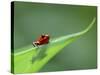 Strawberry Poison Dart Arrow Frog on Leaf, Costa Rica-Edwin Giesbers-Stretched Canvas