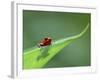 Strawberry Poison Dart Arrow Frog on Leaf, Costa Rica-Edwin Giesbers-Framed Photographic Print