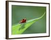 Strawberry Poison Dart Arrow Frog on Leaf, Costa Rica-Edwin Giesbers-Framed Photographic Print