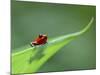 Strawberry Poison Dart Arrow Frog on Leaf, Costa Rica-Edwin Giesbers-Mounted Photographic Print