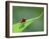 Strawberry Poison Dart Arrow Frog on Leaf, Costa Rica-Edwin Giesbers-Framed Photographic Print