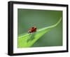 Strawberry Poison Dart Arrow Frog on Leaf, Costa Rica-Edwin Giesbers-Framed Photographic Print