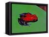 Strawberry Poison Dart Frog in a Rainforest, Costa Rica-Charles Sleicher-Framed Stretched Canvas