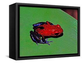 Strawberry Poison Dart Frog in a Rainforest, Costa Rica-Charles Sleicher-Framed Stretched Canvas