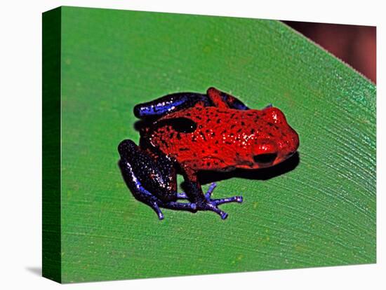 Strawberry Poison Dart Frog in a Rainforest, Costa Rica-Charles Sleicher-Stretched Canvas