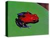 Strawberry Poison Dart Frog in a Rainforest, Costa Rica-Charles Sleicher-Stretched Canvas