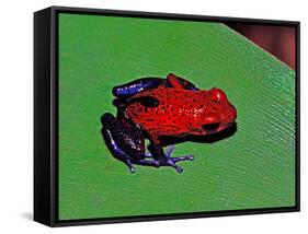 Strawberry Poison Dart Frog in a Rainforest, Costa Rica-Charles Sleicher-Framed Stretched Canvas