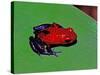 Strawberry Poison Dart Frog in a Rainforest, Costa Rica-Charles Sleicher-Stretched Canvas
