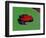 Strawberry Poison Dart Frog in a Rainforest, Costa Rica-Charles Sleicher-Framed Photographic Print