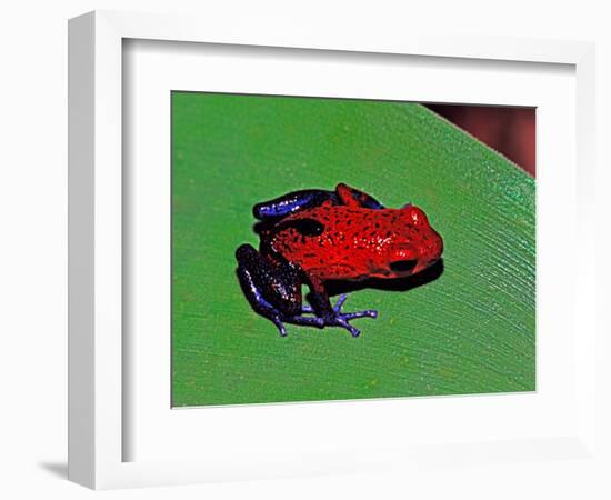 Strawberry Poison Dart Frog in a Rainforest, Costa Rica-Charles Sleicher-Framed Photographic Print