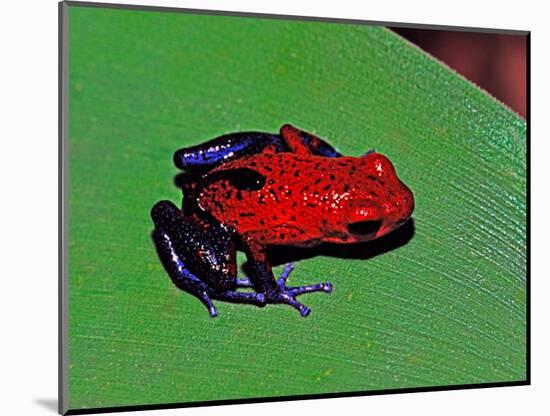 Strawberry Poison Dart Frog in a Rainforest, Costa Rica-Charles Sleicher-Mounted Photographic Print