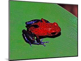 Strawberry Poison Dart Frog in a Rainforest, Costa Rica-Charles Sleicher-Mounted Photographic Print