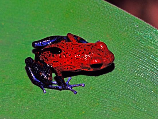 Strawberry Poison Dart Frog in a Rainforest, Costa Rica' Photographic Print  - Charles Sleicher | AllPosters.com