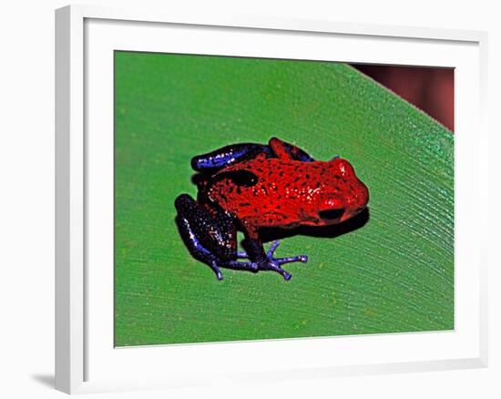 Strawberry Poison Dart Frog in a Rainforest, Costa Rica-Charles Sleicher-Framed Photographic Print