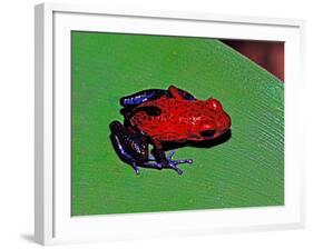 Strawberry Poison Dart Frog in a Rainforest, Costa Rica-Charles Sleicher-Framed Photographic Print