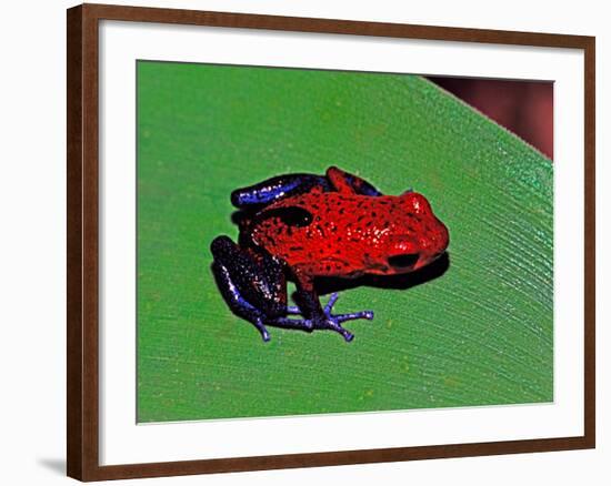 Strawberry Poison Dart Frog in a Rainforest, Costa Rica-Charles Sleicher-Framed Photographic Print