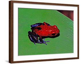 Strawberry Poison Dart Frog in a Rainforest, Costa Rica-Charles Sleicher-Framed Photographic Print