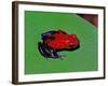 Strawberry Poison Dart Frog in a Rainforest, Costa Rica-Charles Sleicher-Framed Photographic Print