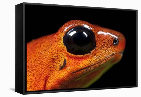 Strawberry Poison Dart Frog in Costa Rica-Paul Souders-Framed Stretched Canvas