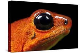 Strawberry Poison Dart Frog in Costa Rica-Paul Souders-Stretched Canvas