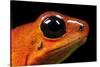 Strawberry Poison Dart Frog in Costa Rica-Paul Souders-Stretched Canvas