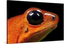 Strawberry Poison Dart Frog in Costa Rica-Paul Souders-Stretched Canvas