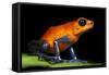Strawberry Poison Dart Frog in Costa Rica-Paul Souders-Framed Stretched Canvas