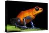 Strawberry Poison Dart Frog in Costa Rica-Paul Souders-Stretched Canvas
