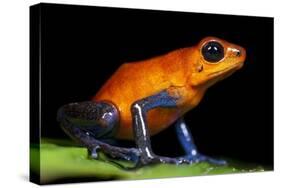 Strawberry Poison Dart Frog in Costa Rica-Paul Souders-Stretched Canvas