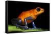 Strawberry Poison Dart Frog in Costa Rica-Paul Souders-Framed Stretched Canvas