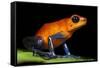 Strawberry Poison Dart Frog in Costa Rica-Paul Souders-Framed Stretched Canvas