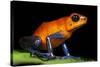 Strawberry Poison Dart Frog in Costa Rica-Paul Souders-Stretched Canvas