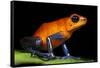 Strawberry Poison Dart Frog in Costa Rica-Paul Souders-Framed Stretched Canvas