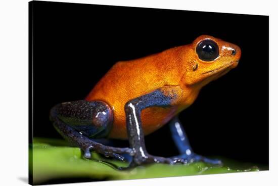 Strawberry Poison Dart Frog in Costa Rica-Paul Souders-Stretched Canvas