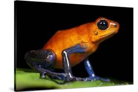 Strawberry Poison Dart Frog in Costa Rica-Paul Souders-Stretched Canvas