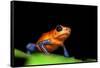 Strawberry Poison Dart Frog in Costa Rica-Paul Souders-Framed Stretched Canvas