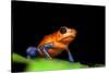 Strawberry Poison Dart Frog in Costa Rica-Paul Souders-Stretched Canvas