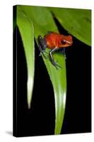 Strawberry Poison Dart Frog in Costa Rica-Paul Souders-Stretched Canvas