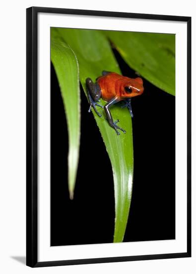 Strawberry Poison Dart Frog in Costa Rica-Paul Souders-Framed Premium Photographic Print