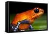 Strawberry Poison Dart Frog in Costa Rica-null-Framed Stretched Canvas