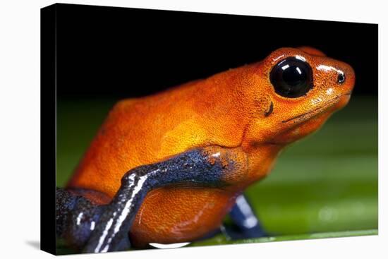 Strawberry Poison Dart Frog in Costa Rica-null-Stretched Canvas