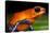 Strawberry Poison Dart Frog in Costa Rica-null-Stretched Canvas